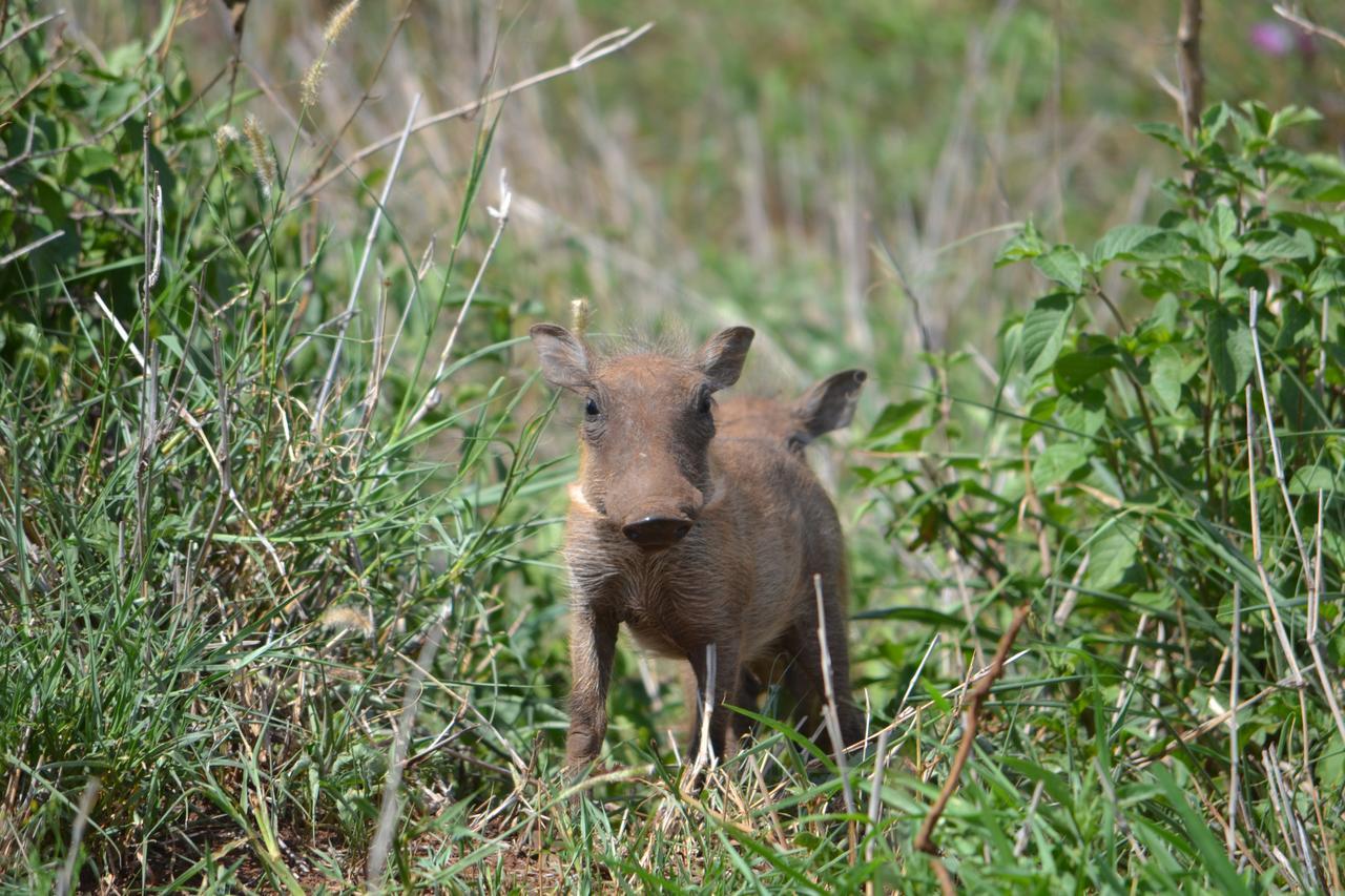 White Elephant Safaris Lodge Pongola