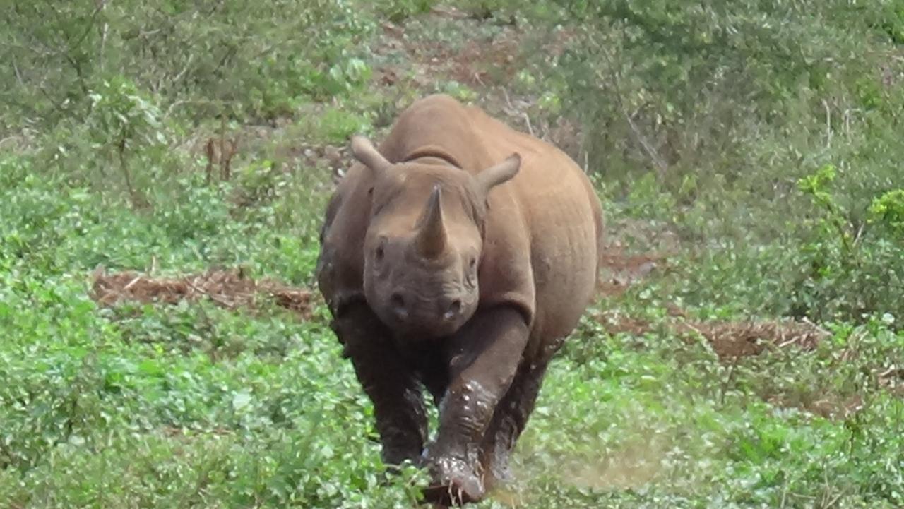 Lodge White Elephant Safaris *